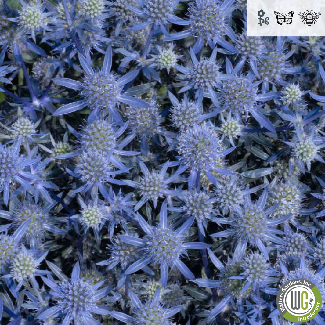 'Blue Glitter' Sea Holly | Eryngium 'Blue Glitter'