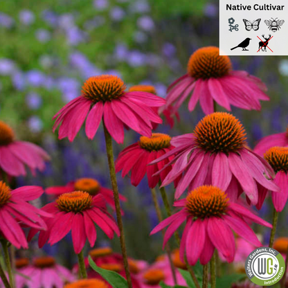 'PowWow Wild Berry' Coneflower | Echinacea purpurea