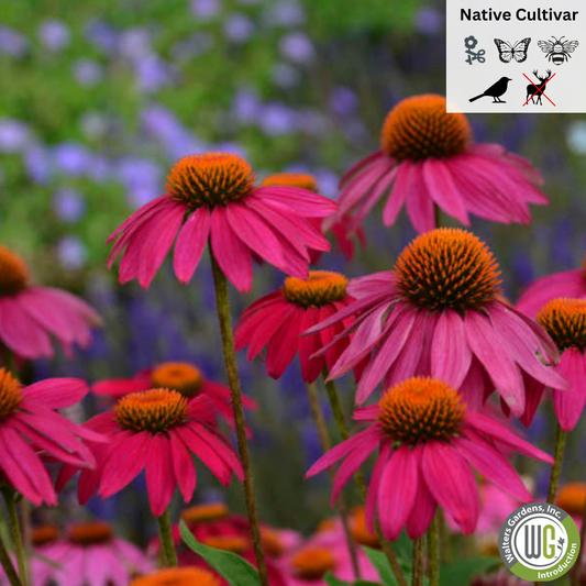 'PowWow Wild Berry' Coneflower | Echinacea purpurea