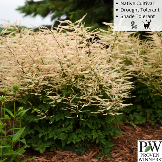 'Chantilly Lace' Goat's Beard | Aruncus 'Chantilly Lace'