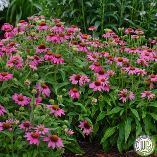 'PowWow Wild Berry' Coneflower | Echinacea purpurea