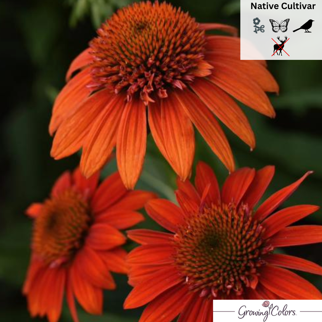 'Sombrero® Fiesta Orange' Coneflower | Echinacea x hybrida