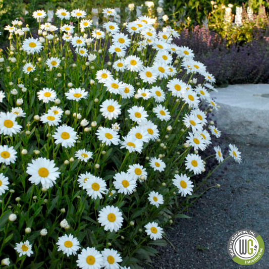 'Becky' Shasta Daisy | Leucanthemum superbum