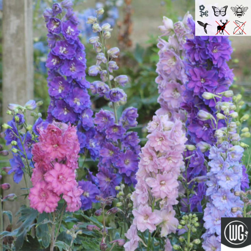 Delphinium New Zealand 'Mini Stars' | Dwarf Hybrid Bee Delphinium