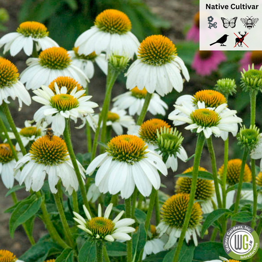 'Pow Wow' White Coneflower | Echinacea purpurea