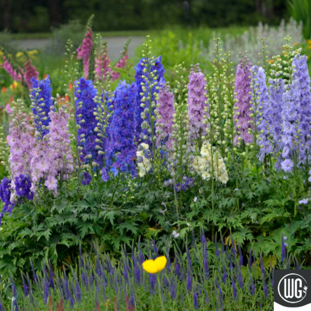 Delphinium New Zealand 'Mini Stars' | Dwarf Hybrid Bee Delphinium