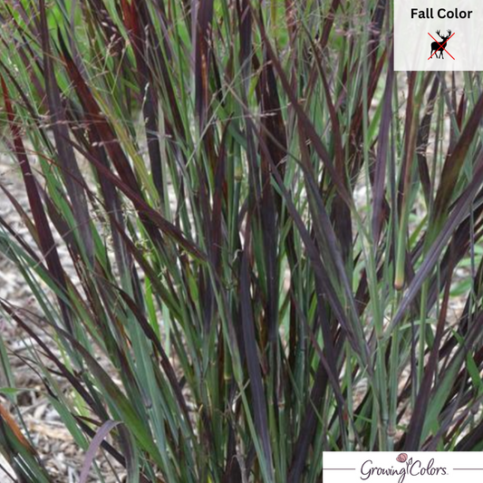 'Blood Brothers' Switch Grass | Panicum virgatum 'Blood Brothers'