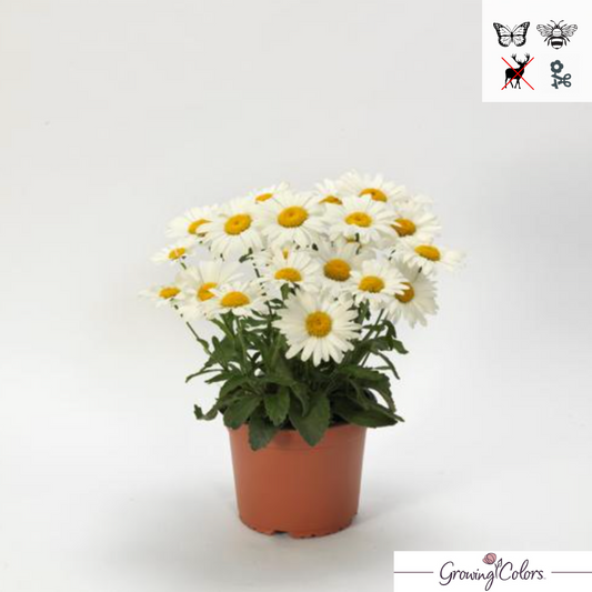 'White Lion' Shasta Daisy | Leucanthemum superbum 'White Lion'