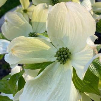 'Princess Emily' Dogwood | Cornus florida
