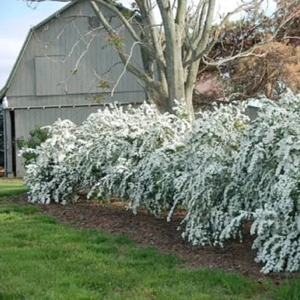 Renaissance Bridalwreath Spirea | Spiraea x vanhouttei