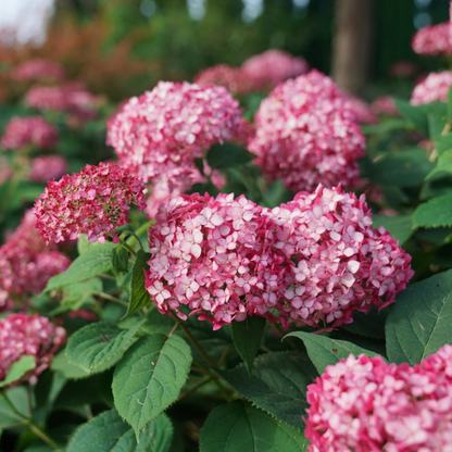 Invincibelle Ruby Smooth Hydrangea | Hydrangea arborescens
