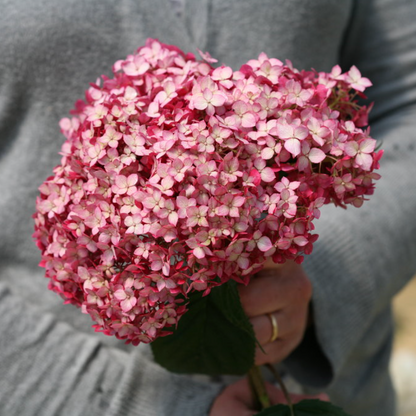 Invincibelle Ruby Smooth Hydrangea | Hydrangea arborescens