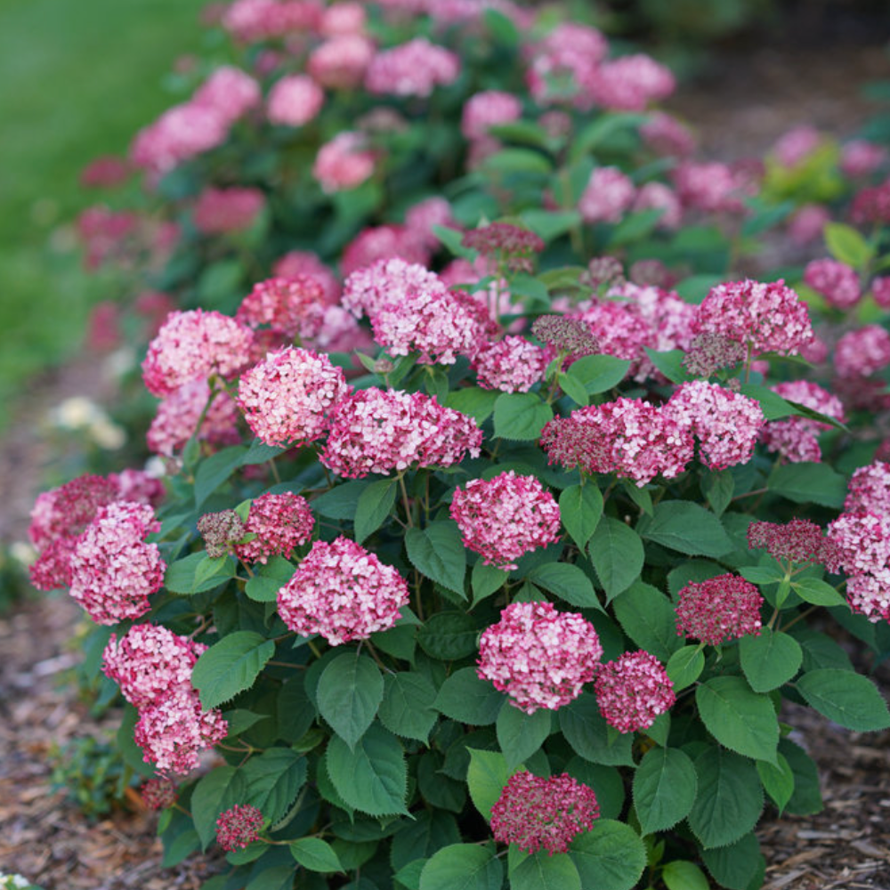 Invincibelle Ruby Smooth Hydrangea | Hydrangea arborescens