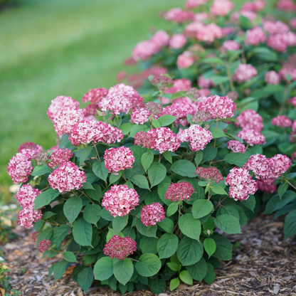 Invincibelle Ruby Smooth Hydrangea | Hydrangea arborescens