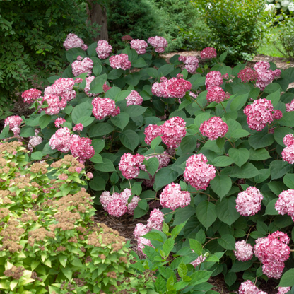 Invincibelle Ruby Smooth Hydrangea | Hydrangea arborescens