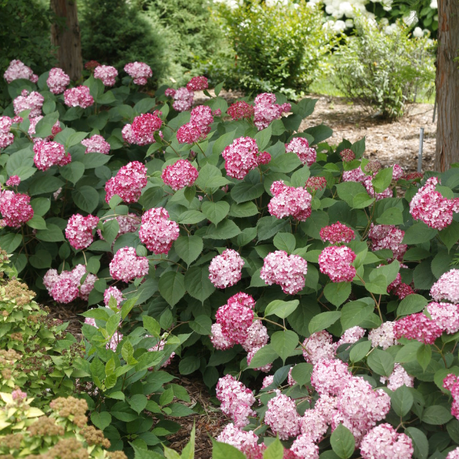 Invincibelle Ruby Smooth Hydrangea | Hydrangea arborescens