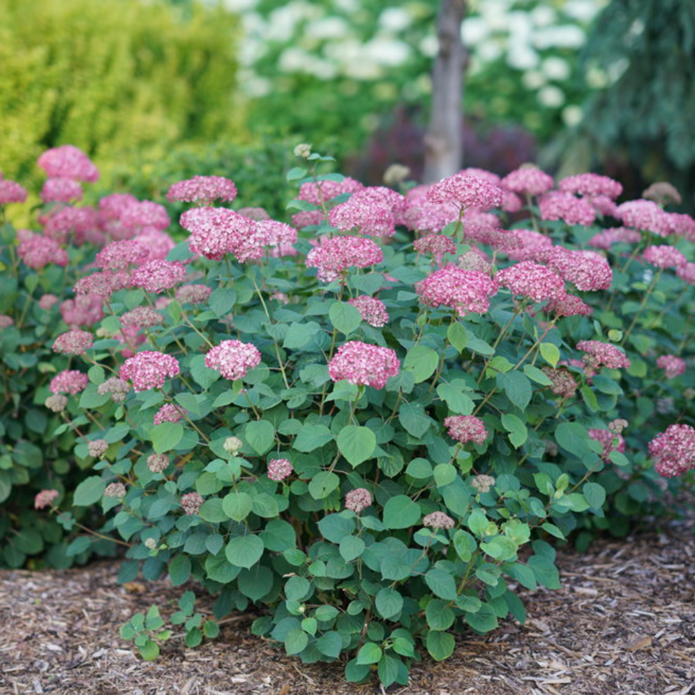 Invincibelle Ruby Smooth Hydrangea | Hydrangea arborescens