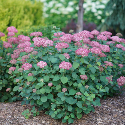 Invincibelle Ruby Smooth Hydrangea | Hydrangea arborescens