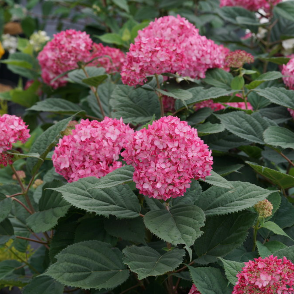 Invincibelle Ruby Smooth Hydrangea | Hydrangea arborescens