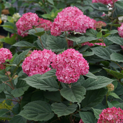 Invincibelle Ruby Smooth Hydrangea | Hydrangea arborescens
