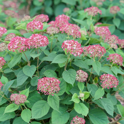Invincibelle Ruby Smooth Hydrangea | Hydrangea arborescens