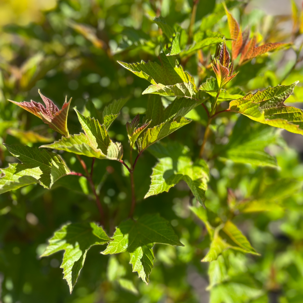 American Cranberry Bush | Viburnum trilobum