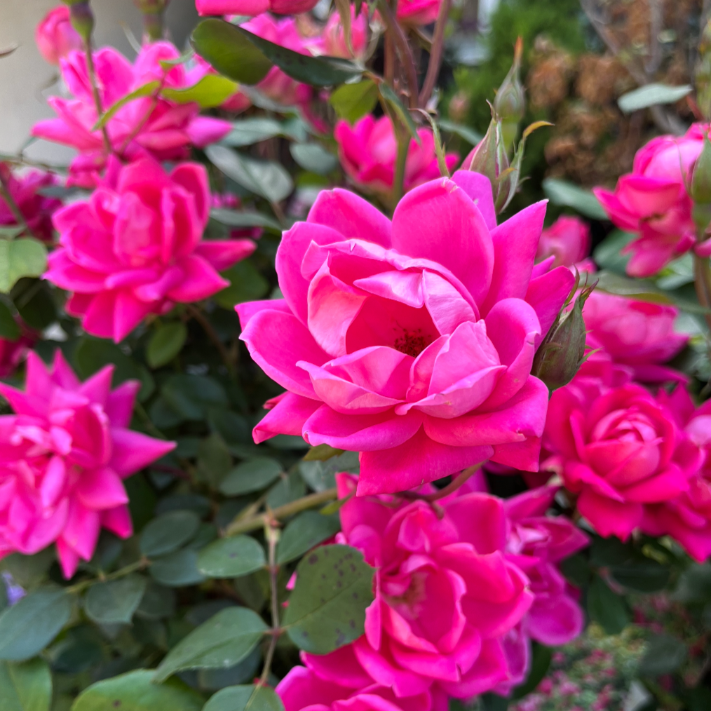 Pink Double Knock Out Rose | Rosa