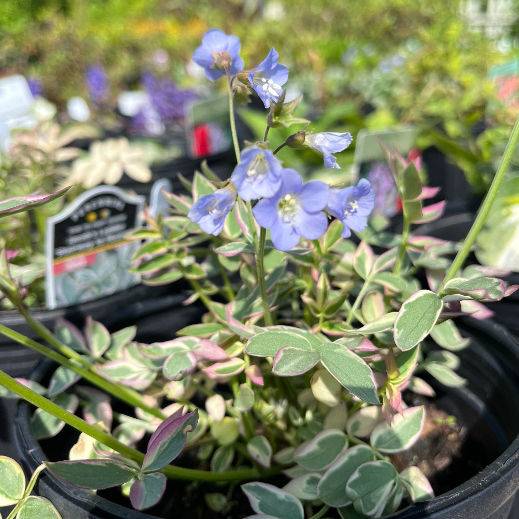 Stairway to Heaven Jacob's Ladder | Polemonium