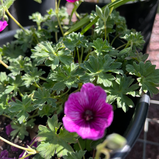 Thumping Heart Dwarf Crane's Bill | Geranium cinereum