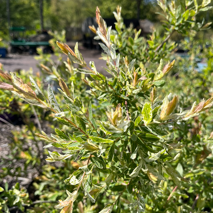 Hakura Nishiki Willow  | Salix integra