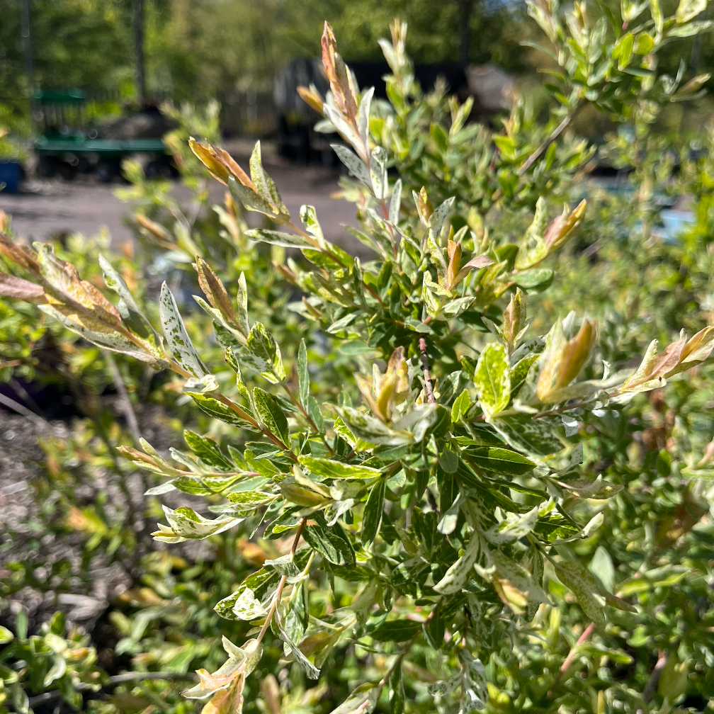 Hakuro Nishiki Willow Shrub | Salix integra