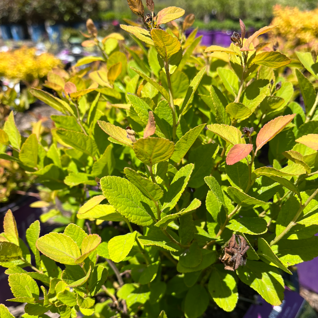 Pink Sparkler Birchleaf Spirea | Spiraea betulifolia