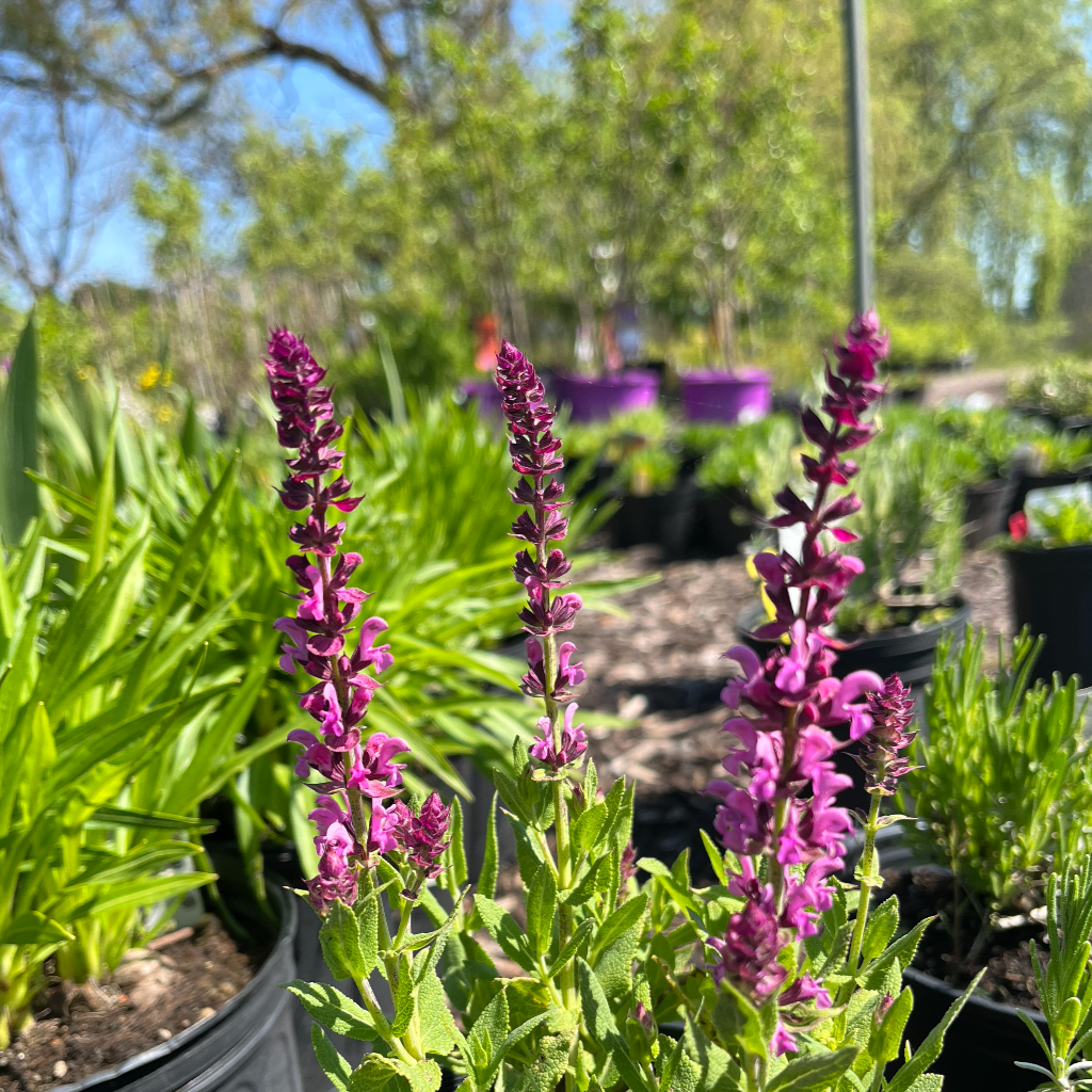 Apex Pink Meadow Sage | Salvia nemorosa