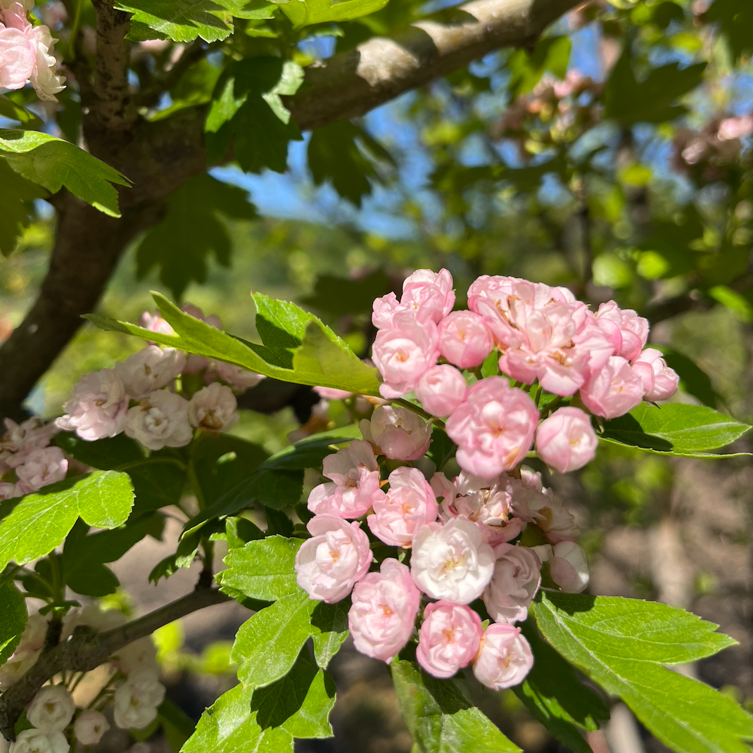 Toba Hawthorn | Crataegus x mordenensis 'Toba'