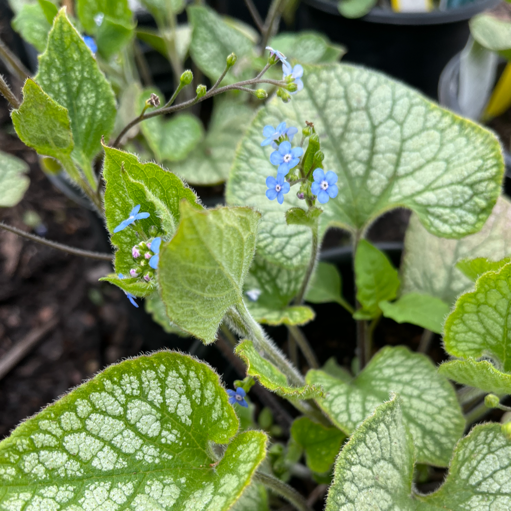 Jack Frost Brunnera | Brunnera macrophylla 'Jack Frost'