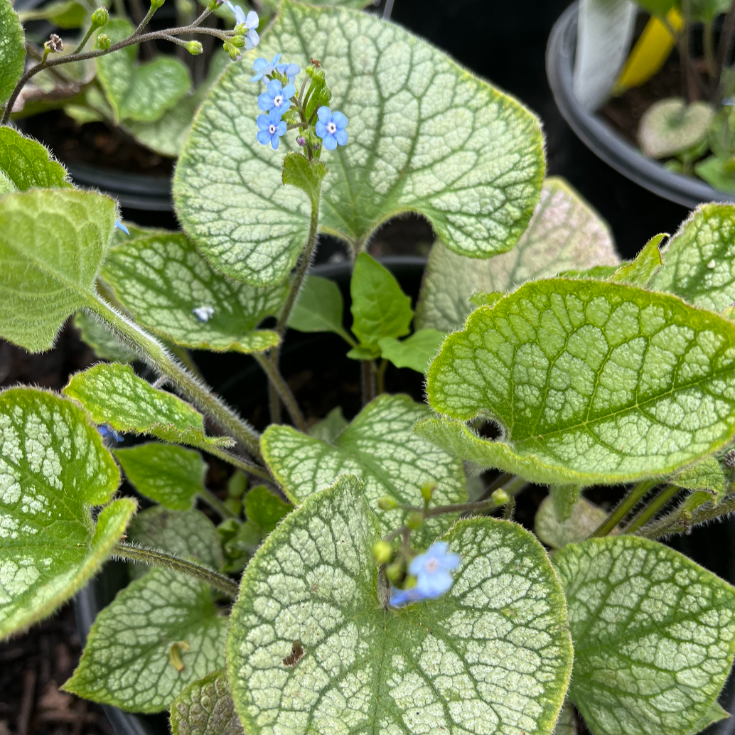 Jack Frost Brunnera | Brunnera macrophylla 'Jack Frost'