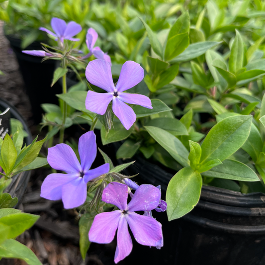 Blue Moon Woodland Phlox | Phlox divaricata