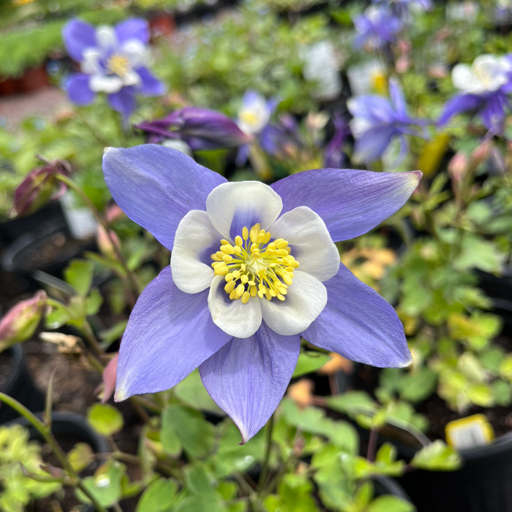 Columbine Earlybird Blue-White | Aquilegia