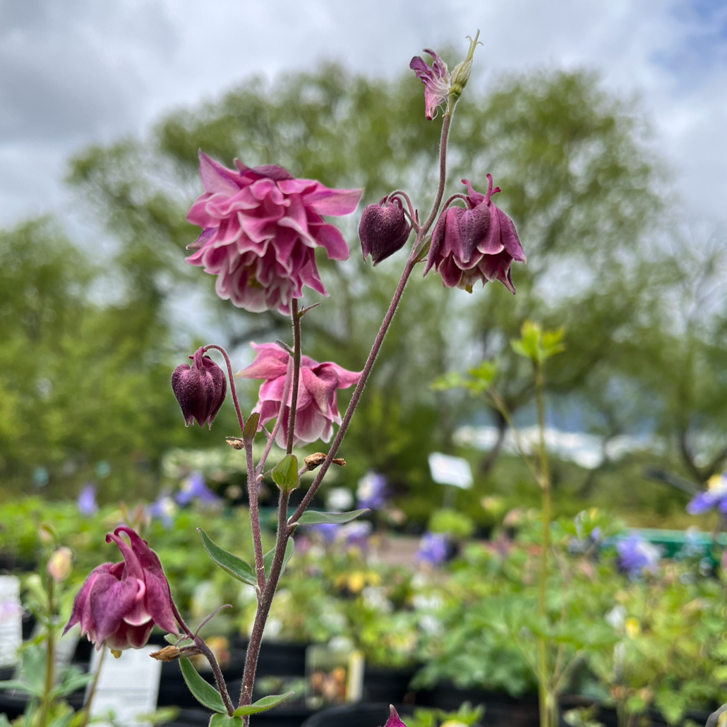 McKana Hybrids Mixture Columbine | Aquilegia