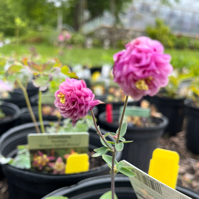 McKana Hybrids Mixture Columbine | Aquilegia