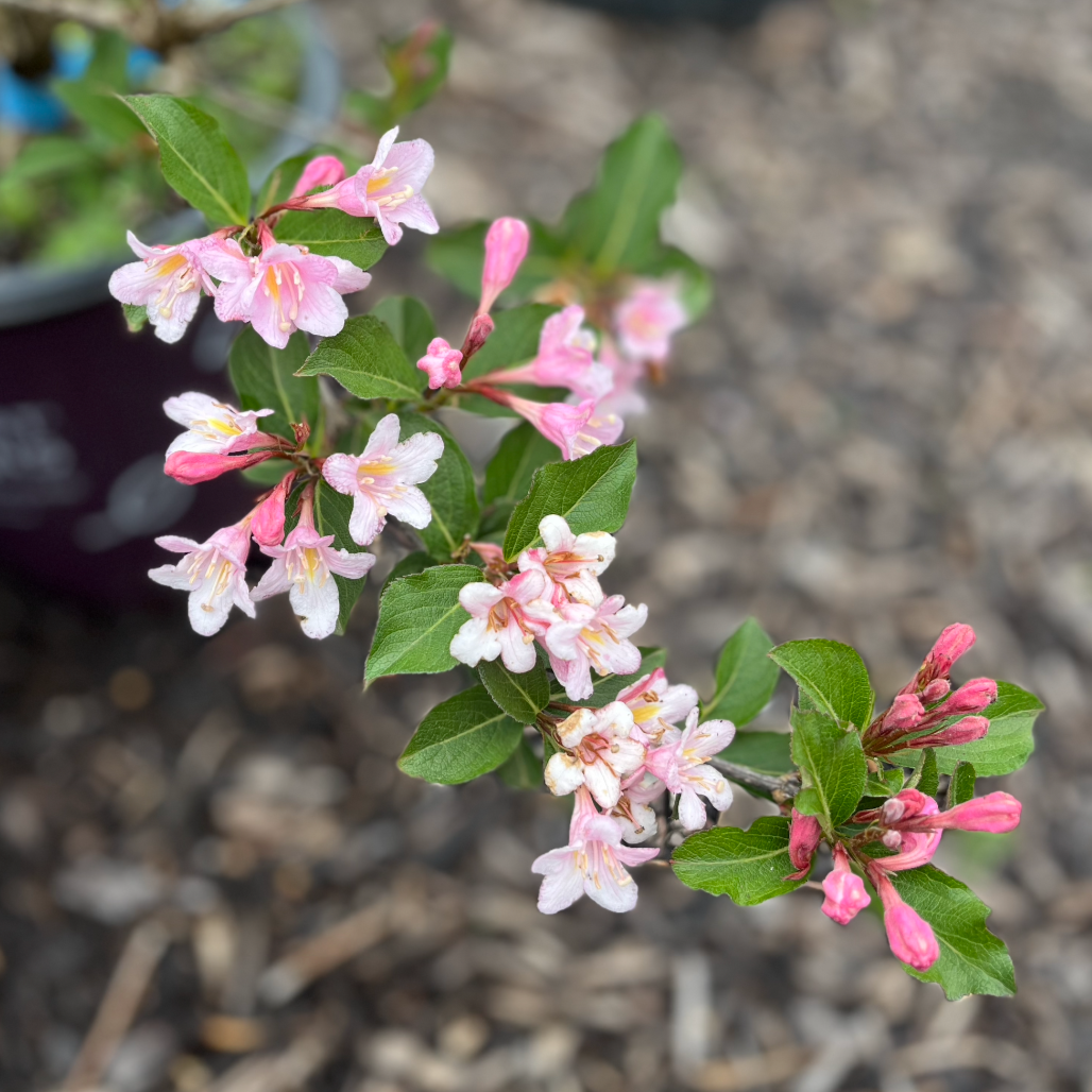 Rainbow Sensation Weigela | Weigela florida