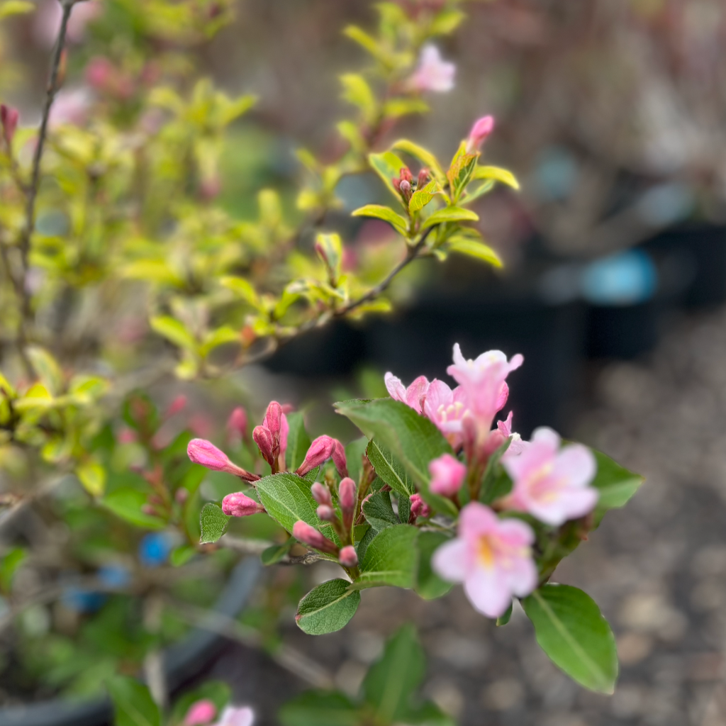 Rainbow Sensation Weigela | Weigela florida