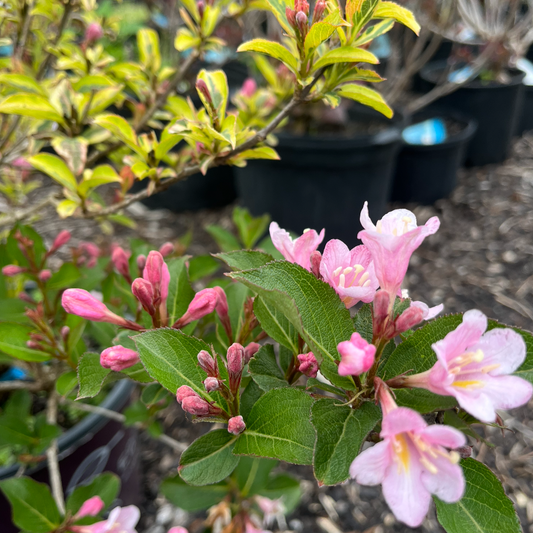 Rainbow Sensation Weigela | Weigela florida