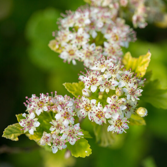 Lucky Devil Ninebark |  Physocarpus Opulifolius 'Zlemichael'