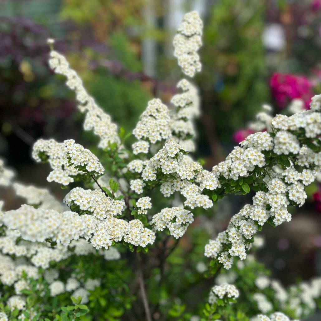 Snowmound Spirea | Spirea nipponica