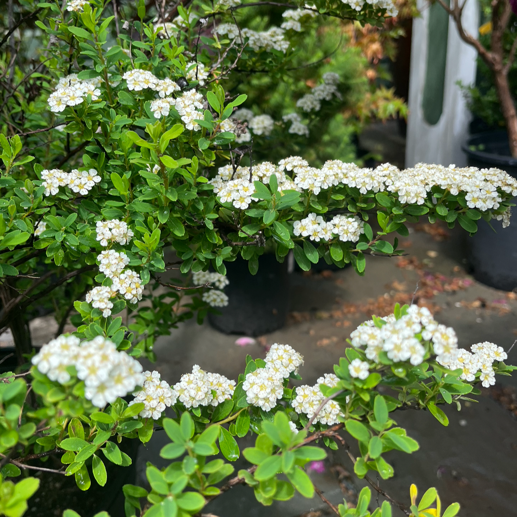 Snowmound Spirea | Spirea nipponica