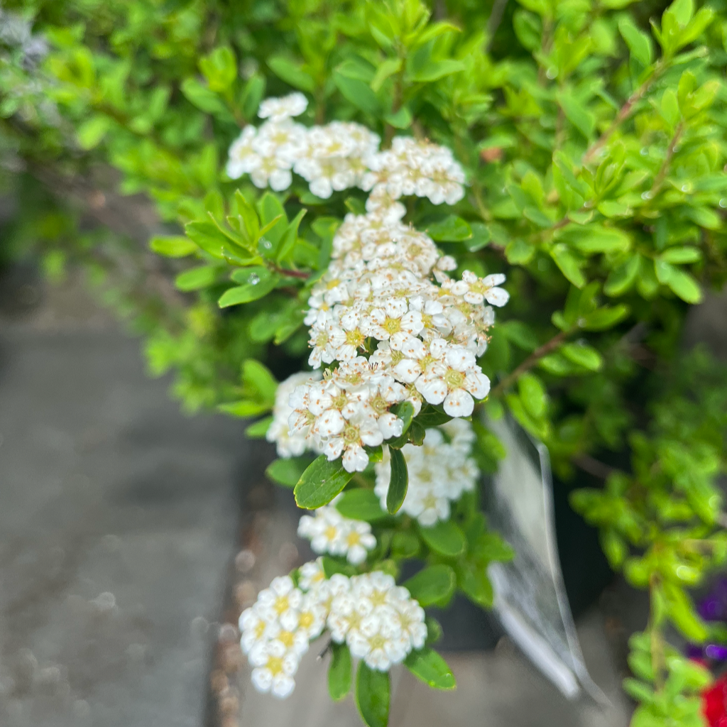 Snowmound Spirea | Spirea nipponica