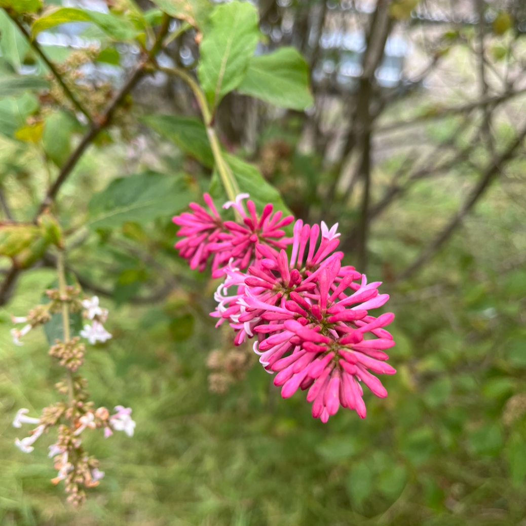 Miss Canada Lilac | Syringa