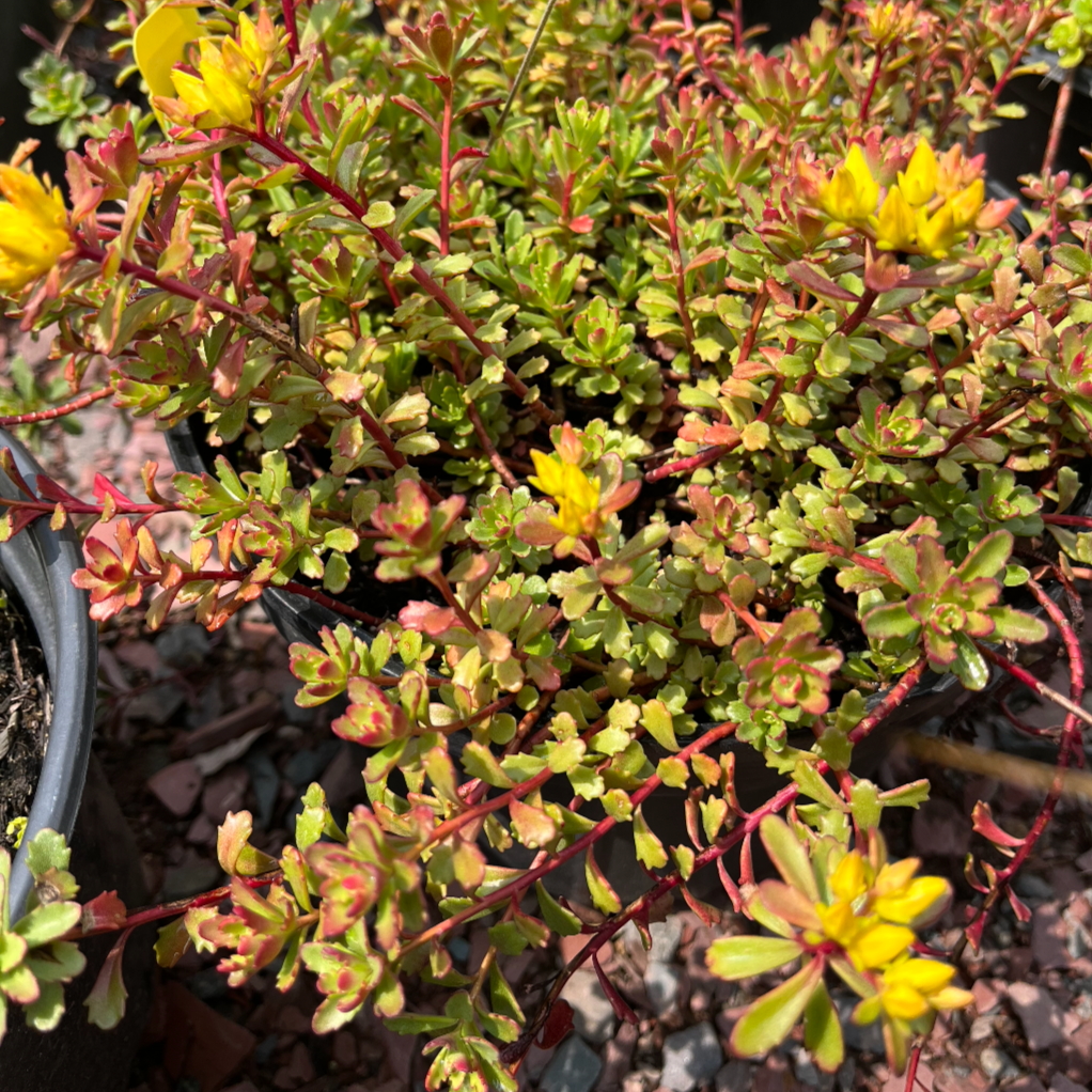 Weihenstephaner Gold Stonecrop | Sedum kamtschaticum