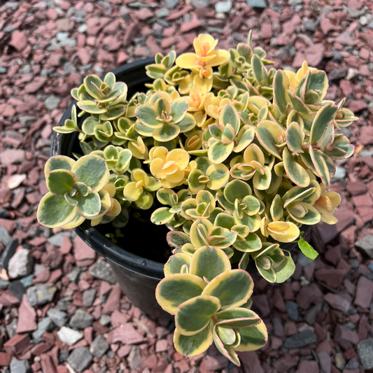 SunSparkler Lime Twister Stonecrop | Sedum